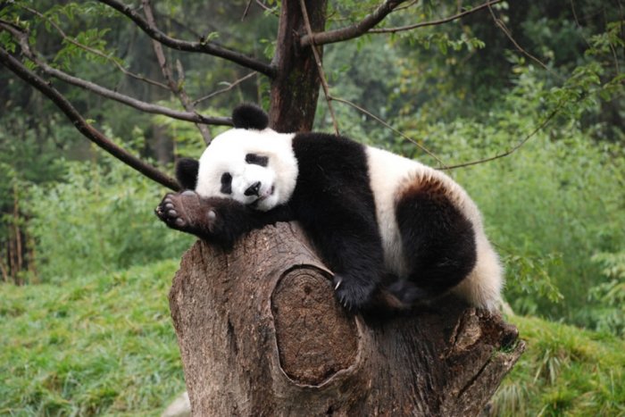 Зачем китайские панды мажутся навозом?