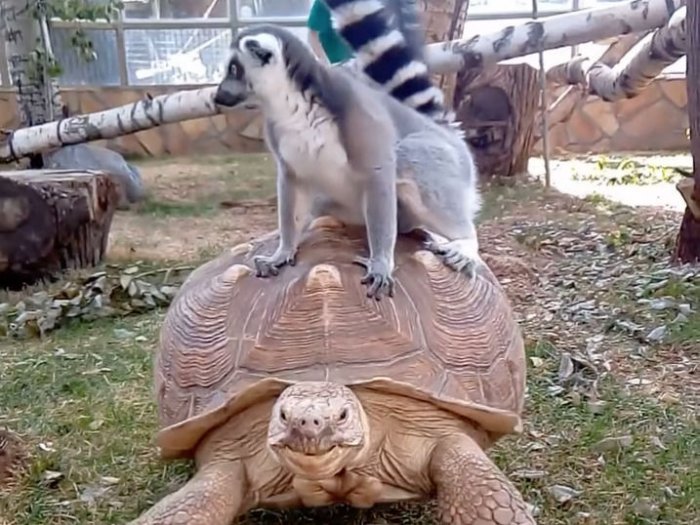 «Покатай меня, большая черепаха!»