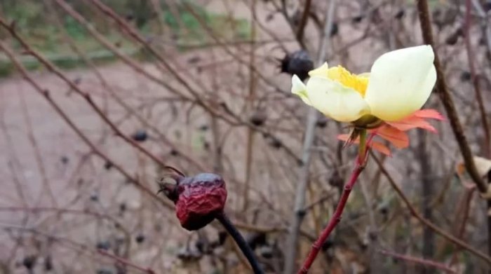 Ботаническая аномалия: шиповник в ноябре расцвел в Таврическом саду