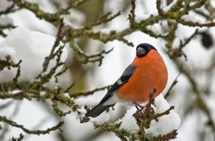 Зимние холода оставили птиц без еды
