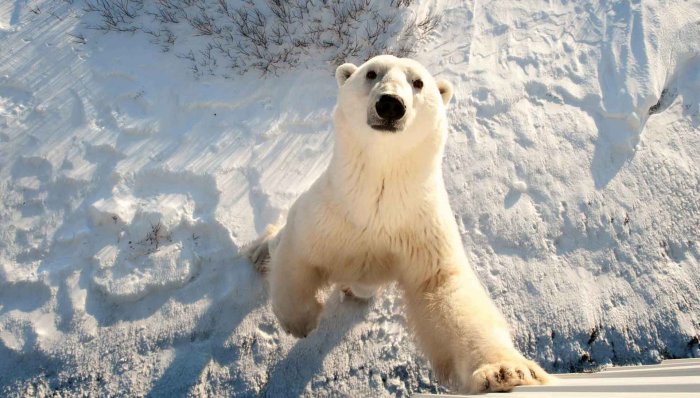 Нацпарк «Русская Арктика» представит в Москве фильм о белых медведях