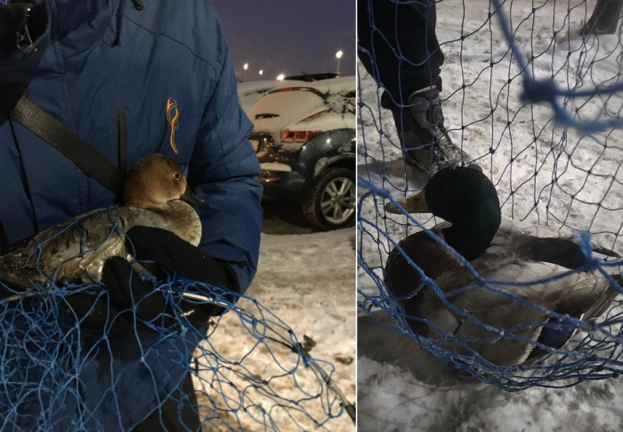 «Кошкиспас» не только кошки: волонтеры спасают в Питере замерзающих птиц