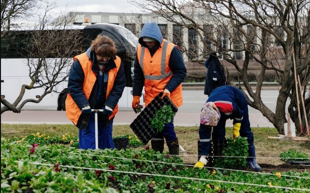 Несмотря на заморозки: больше 5,5 млн цветов высадят в Петербурге на сумму в 5 млрд рублей