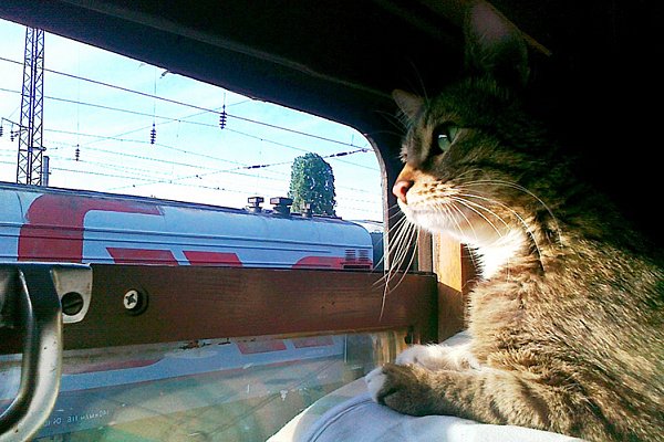 Нововведения РЖД: услуга для животных и новый мега комфортабельный поезд