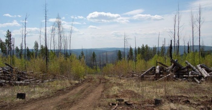 РЖД идет по головам: стоят ли рельсы вырубленных лесов на Байкале?