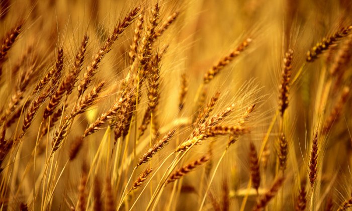 Россия выиграет от роста мировых цен на зерно