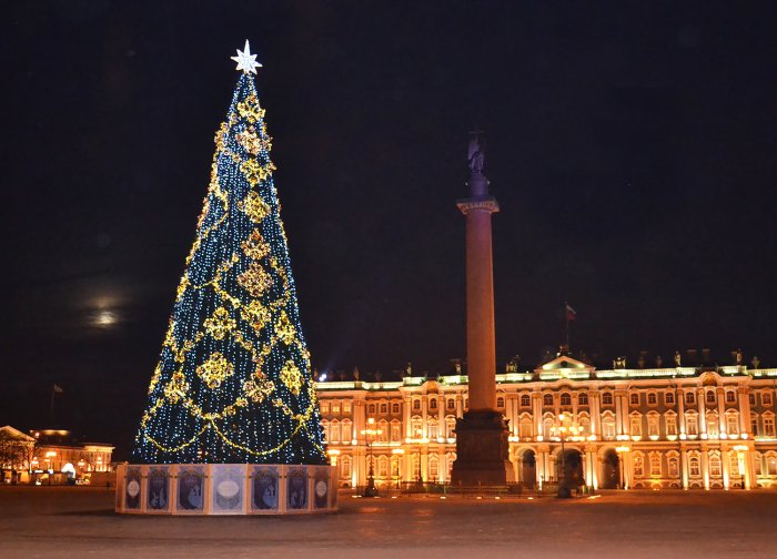 Петербуржцы проголосовали за то, какая ель будет украшать Дворцовую площадь в этом году