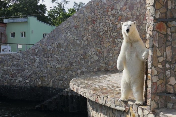 Кормление белой медведицы Хаарчааны разыгрывает Ленинградский зоопарк