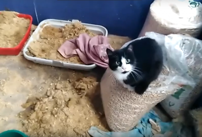 Петербурженка под видом приюта устроила настоящий концлагерь для кошек