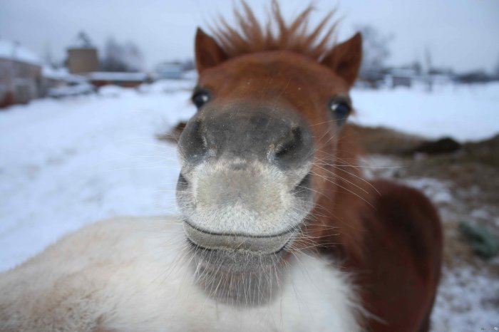 «Животное защищает себя». Эксперт объяснил, почему лошадь откусила нос петербуржцу