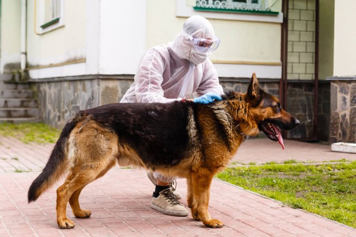Собаки могут вынюхивать коронавирус COVID-19 в подмышках человека