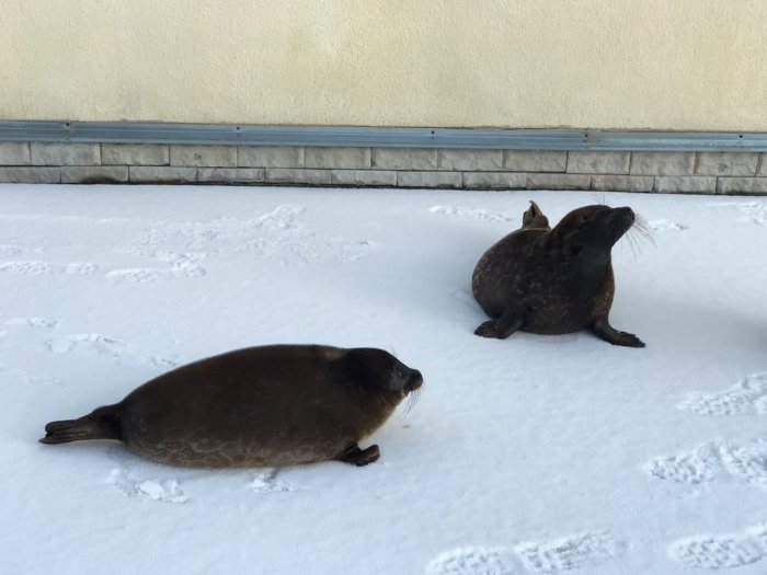 Крошик и Шлиссик отправились на прогулку по свежему снегу