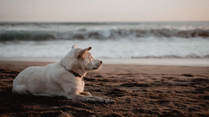МЧС рассмотрит возможность оборудования пляжей для отдыха с животными