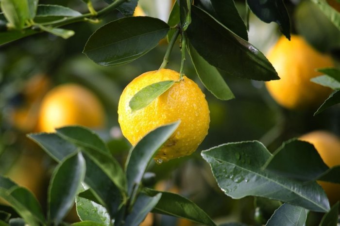 Больше 98 тысяч тонн лимонов ввезли в Петербург и Ленобласть в 2020 году