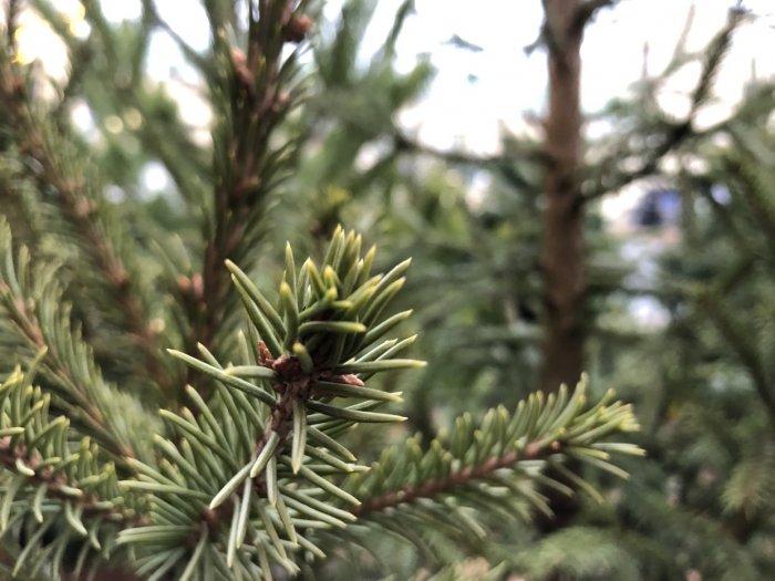 В Петербурге начали работу пункты приема новогодних елок