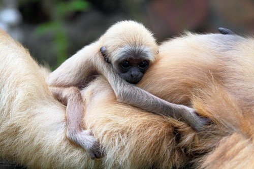 В Ленинградском зоопарке рассказали, как уберегают обезьян от коронавируса