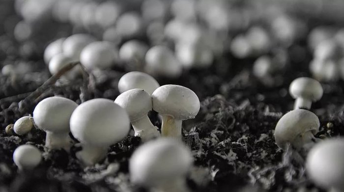 Борьба Башкетовой с шампиньонами – производители грибов вышли на тропу «войны»
