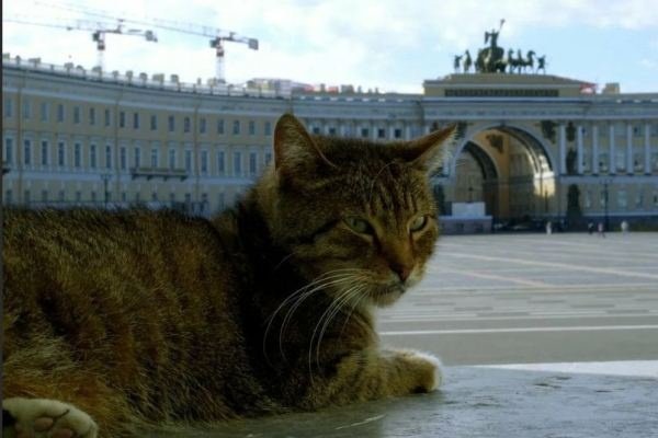 Эрмитажные коты получат €3 тысячи от французского мецената