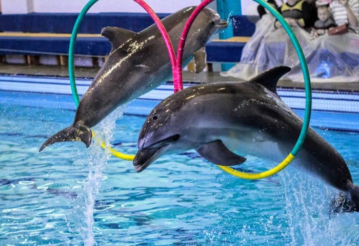 Жители Калининского района выступили против строительства дельфинария на Бутлерова