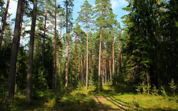 В Петербурге запретили ходить в лес