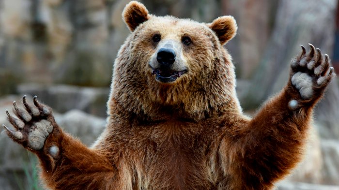 На Камчатке супруги двое суток спасались от медведя на дереве