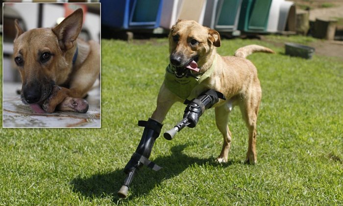 3D-протезы для собак: ветеринары внедряют новые технологии