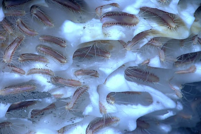 Америку заполонили миллиарды червей, выползших с растаявшего ледника