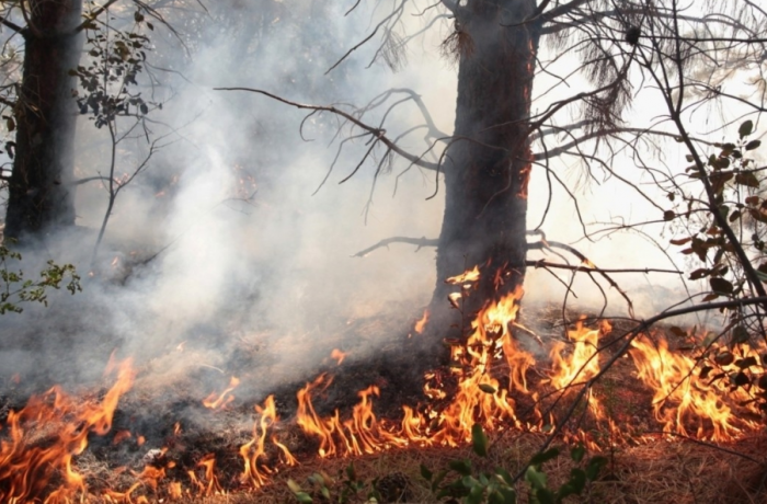 Нужно сотрудничать с Россией! Турецкие граждане оценили помощь РФ в тушении лесных пожаров
