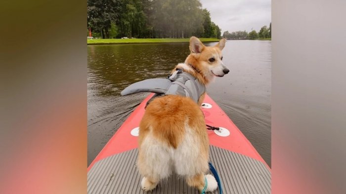 Заплыв на досках для сапсерфинга с собаками прошел в Петербурге