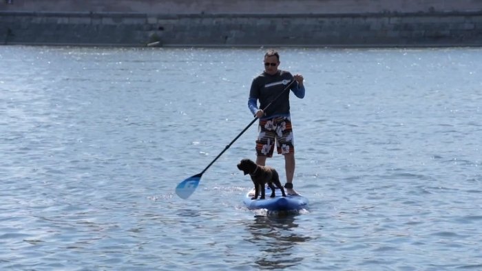 Заплыв на досках для сапсерфинга с собаками прошел в Петербурге