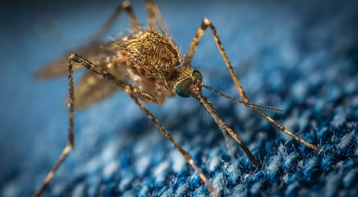 Россиян предупредили о комарах — переносчиках лихорадки Западного Нила комары, лихорадка, нил
