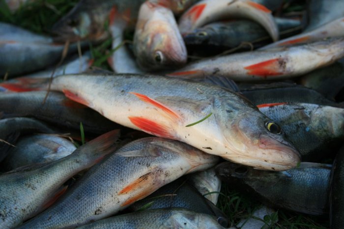 Латвия не собирается ограничивать вылов рыбы в Балтийском море наперекор Евросоюзу