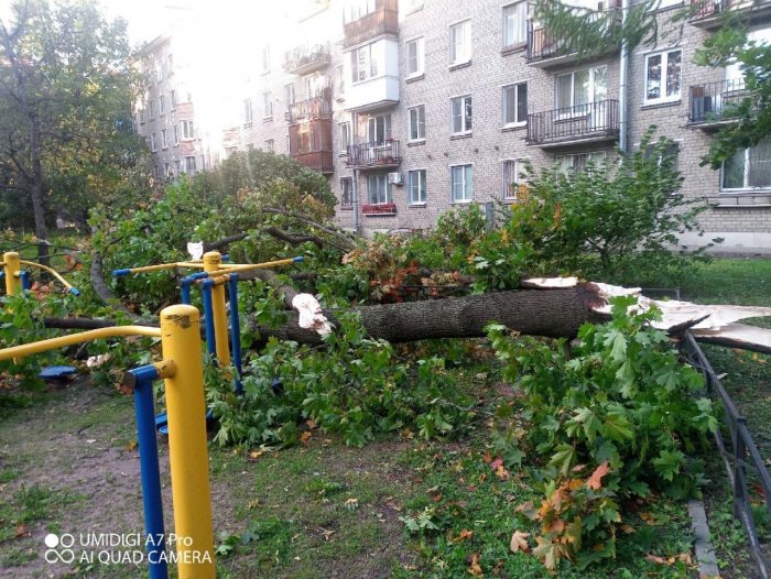 Порядка 30 деревьев повалено ветром в Петербурге