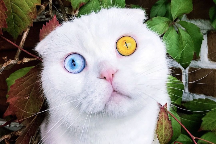 Петербургский кот Иосиф стал звездой за рубежом. Про него писали People и Daily Мail — всё из-за глаз разного цвета фото, кот, петербург