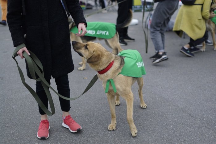 Фоторепортаж: посмотрите, как в Петербурге прошел благотворительный забег с собаками