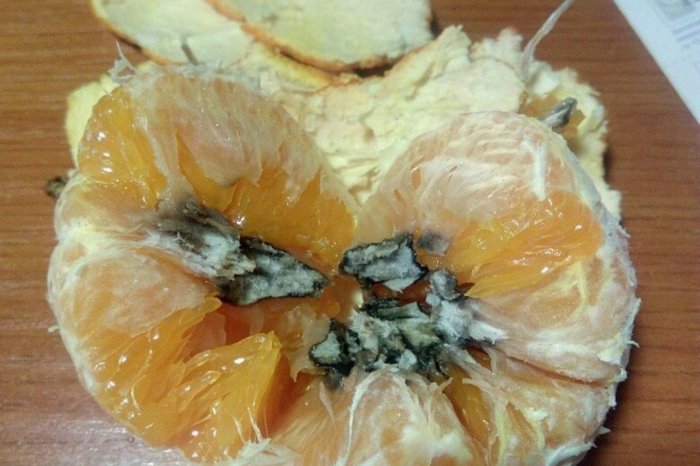 «Не мандарины, а гнилые апельсины»: коротко о десертах от «ТК Северная столица»