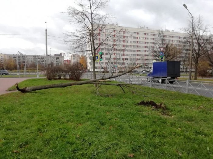 В Петербурге штормовой ветер повалил более 70 деревьев