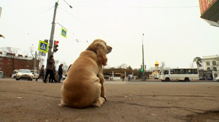 Глава ветеринарии Петербурга раскрыл количество бездомных собак на улицах города