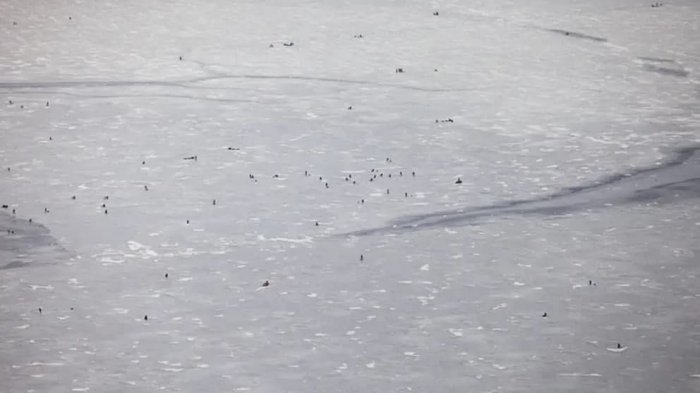 Десятки рыбаков не желали покидать тонкий лед Финского залива по требованию МЧС