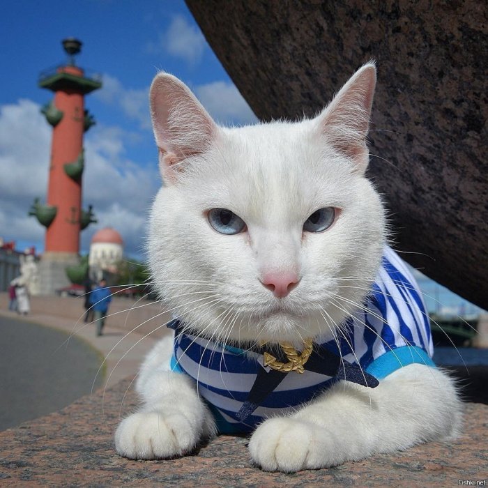 Петербургские коты оказались самыми медийными