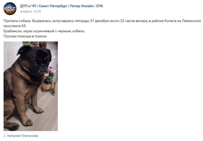 Эксперты дали советы петербуржцам по поиску сбежавших собак во время салютов