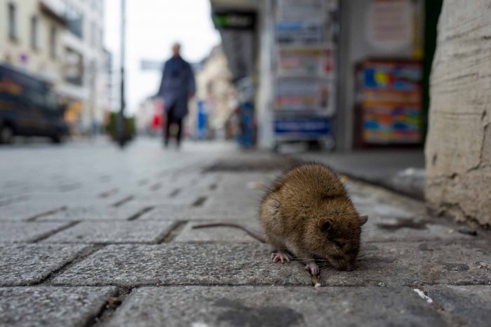 Крысиная реформа: как Смольный устроил зоопарк во двориках Петербурга