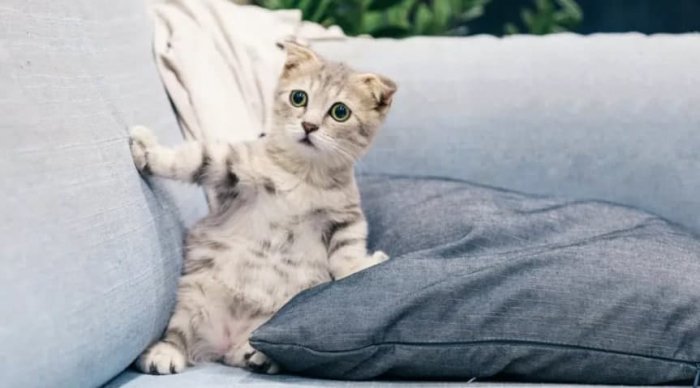 Петербуржец выставил на продажу «татэмного» кота за миллион рублей