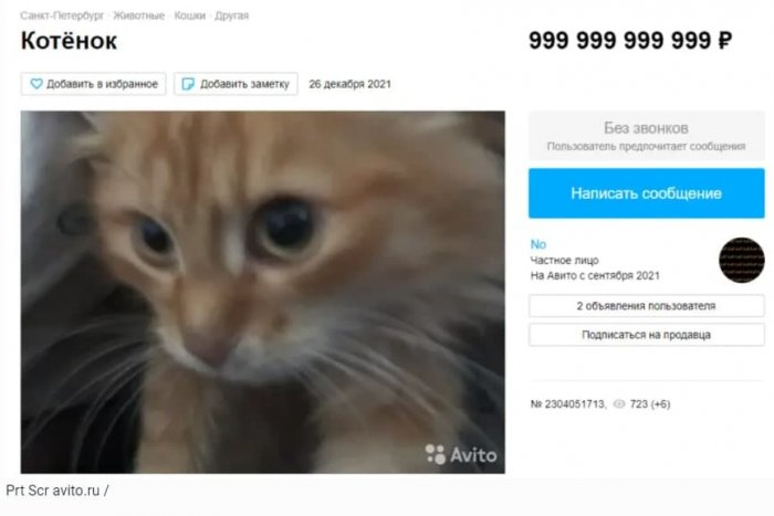 Петербуржец выставил на продажу «татэмного» кота за миллион рублей