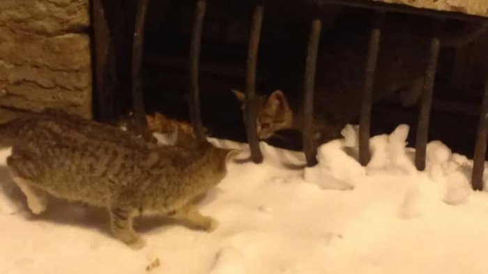 Свобода: котят, запертых в подвале Мариинского театра, спасли