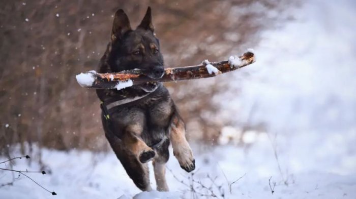 Живодер средь бела дня пристрелил домашнюю собаку в поселке Ленобласти