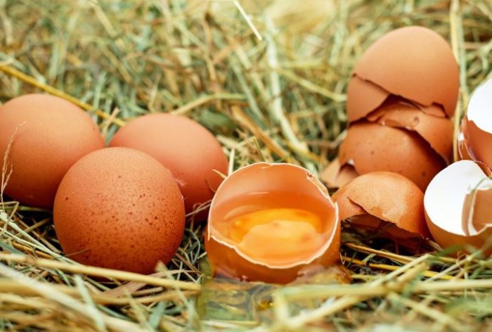 Ленобласть нарастит производство яиц до 4 млрд в год к 2025 году