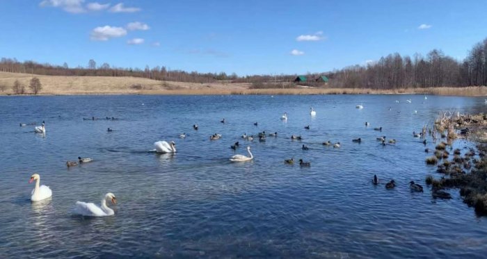 Лебеди и утки не долетели до Петербурга и оккупировали водоемы Псковской области