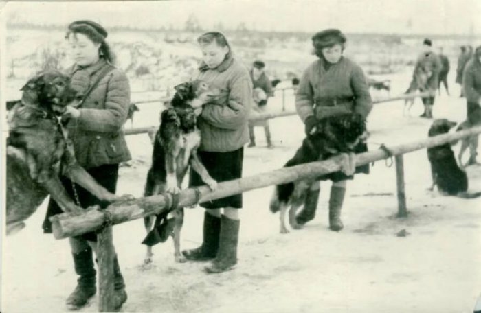 Герои поневоле: собаки и кошки внесли огромный вклад в спасение блокадного Ленинграда
