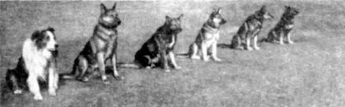 Герои поневоле: собаки и кошки внесли огромный вклад в спасение блокадного Ленинграда